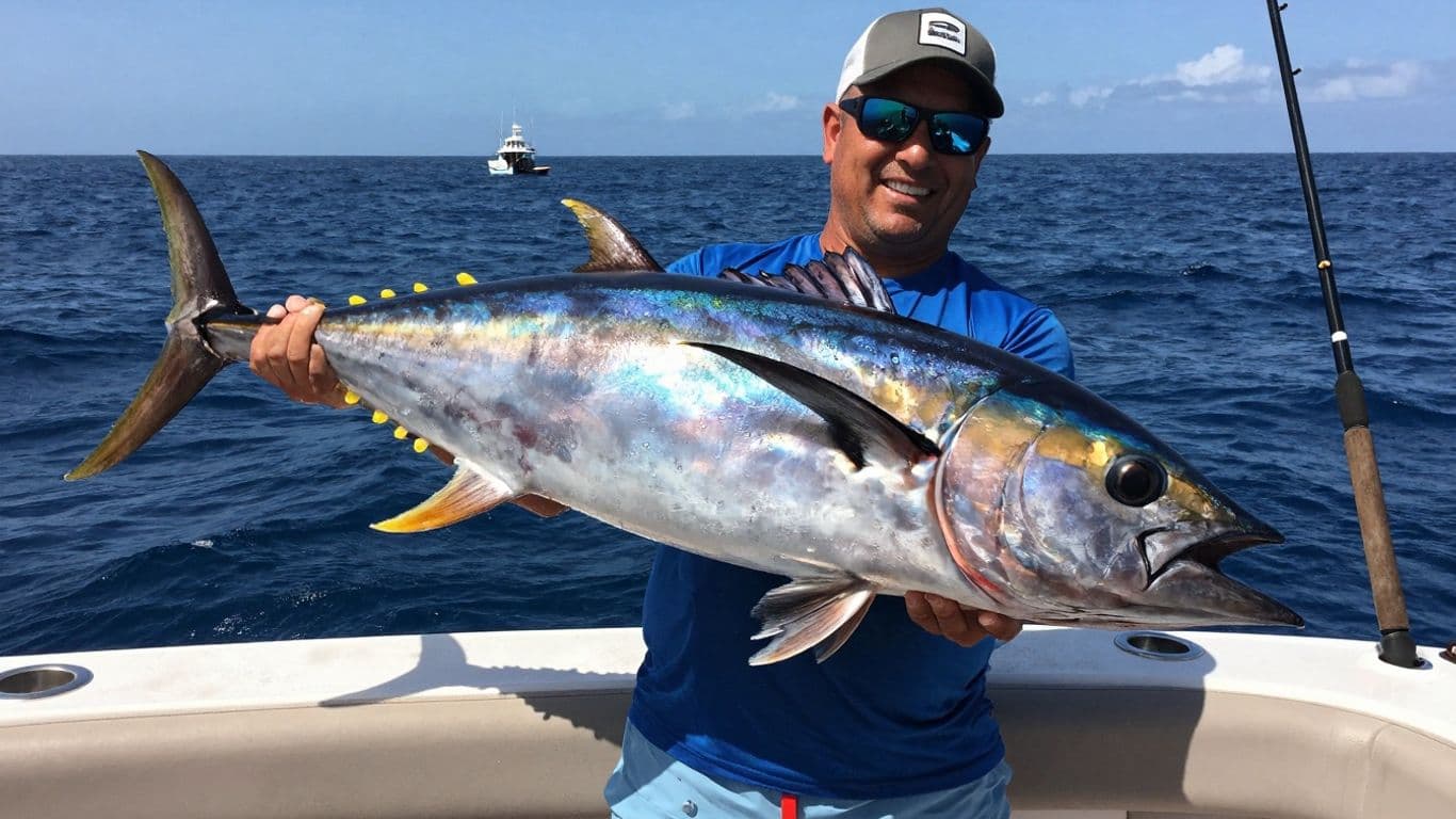 Cabo Tuna Fishing: Yellowfin Season & Best Spots