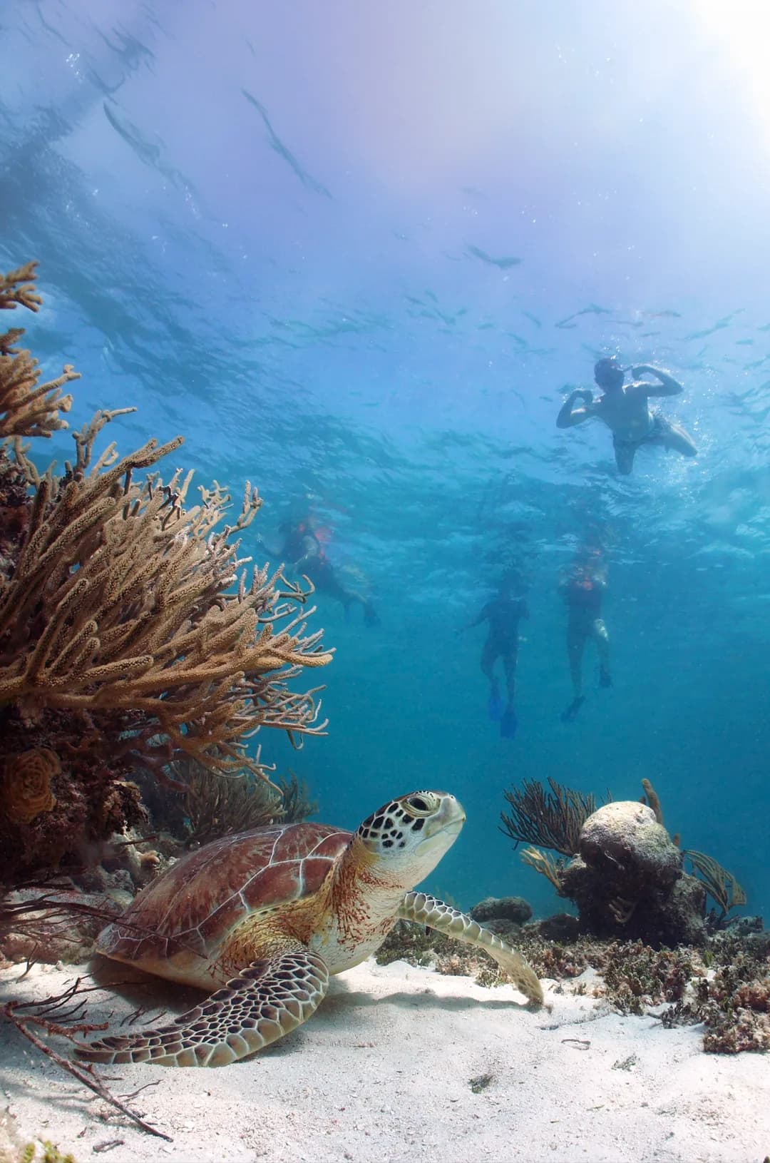 Cabo's Adrenaline Rush: Your 2026 Extreme Sports Guide