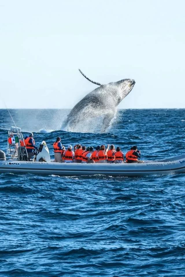 Dive into Family Fun: Best Snorkeling in Cabo for All Ages in 2026