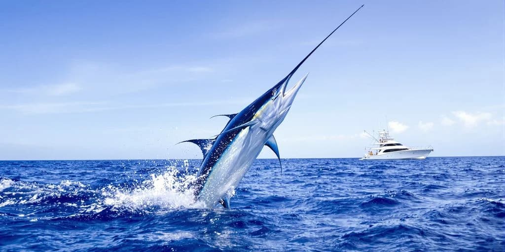 Cabo Fishing Charters That Guarantee Marlin or Refund Your Money