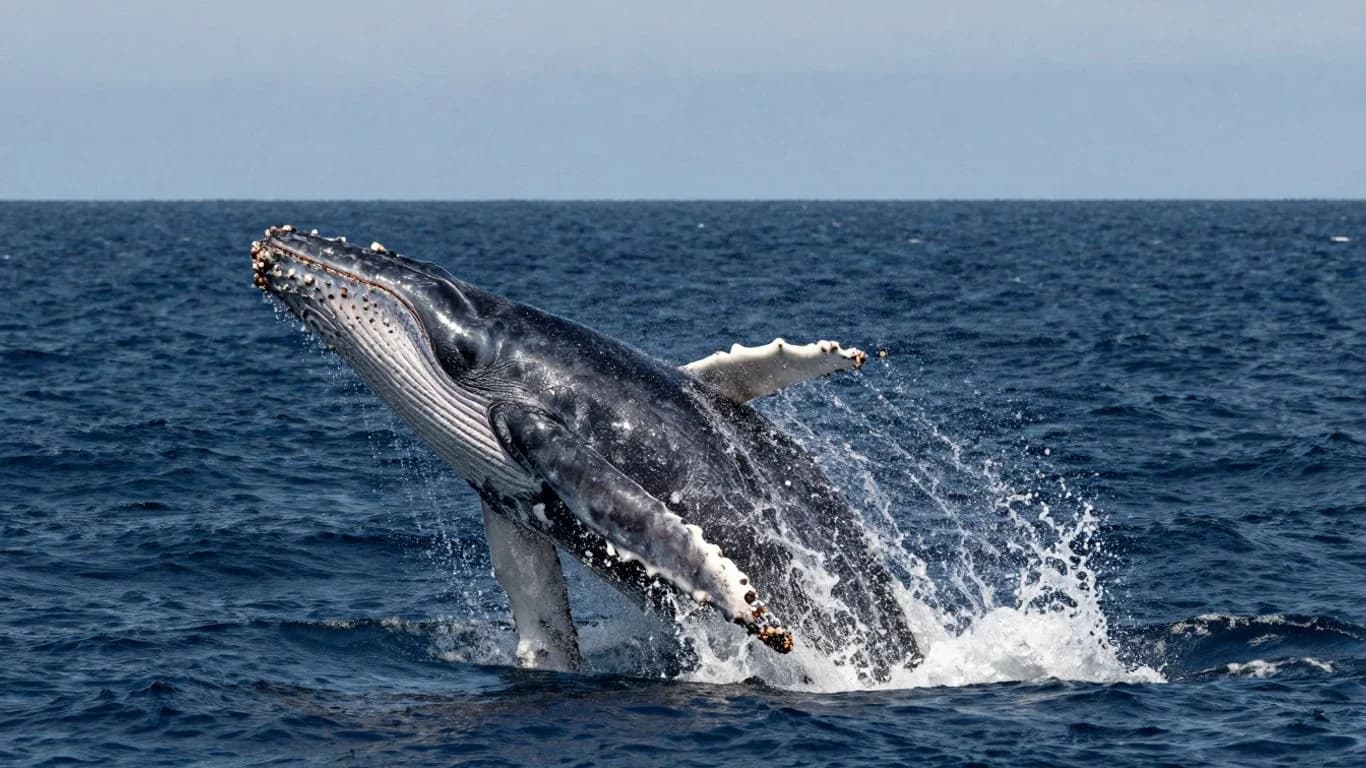 Cabo Whale Watching 2026-2026: When & Where to See Them