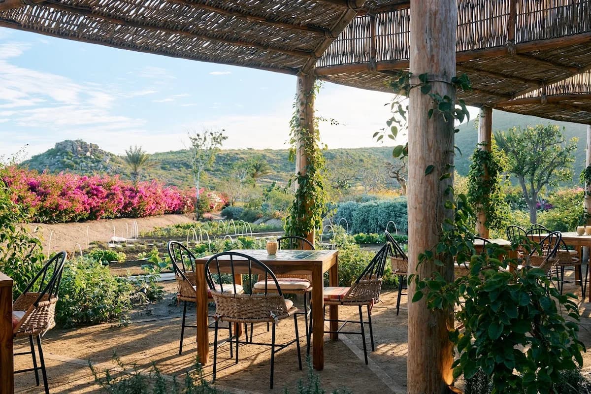 Cosecha - restaurant in Todos Santos